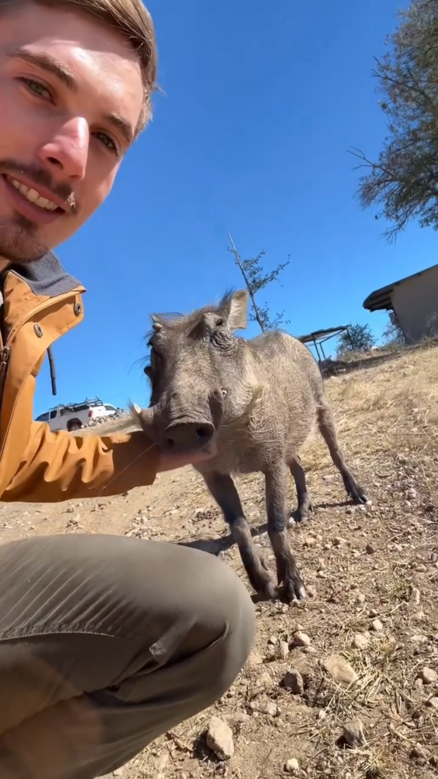 A rescue warthog returns with her young