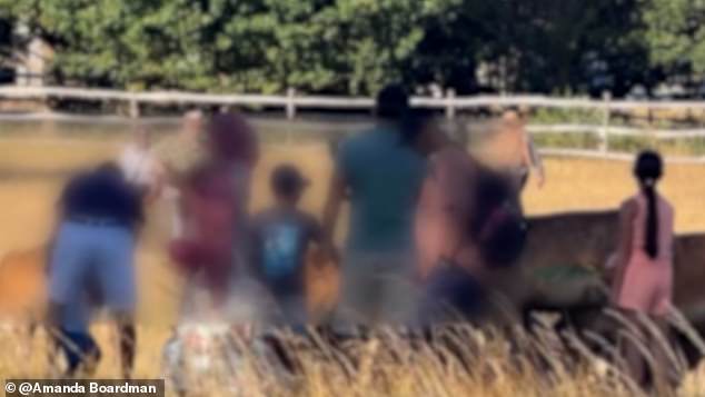 Parkgoers were seen crowding the young bucks over the weekend and even stroking them - despite warnings to stay at least 50m away