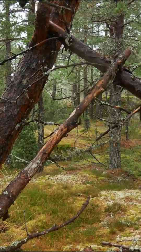 What heavy rain reveals about tarp shelters