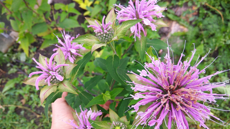 A hand holding a bunch of bee balm flowers