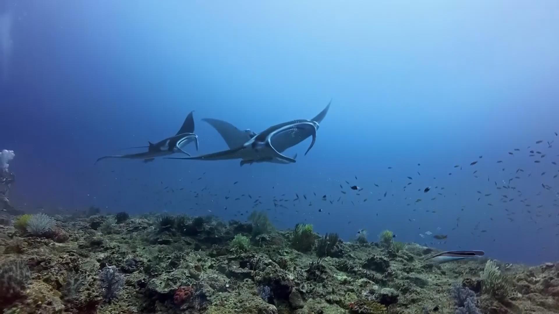 Manta tracking project aims to protect Japan's ocean and coastal rays