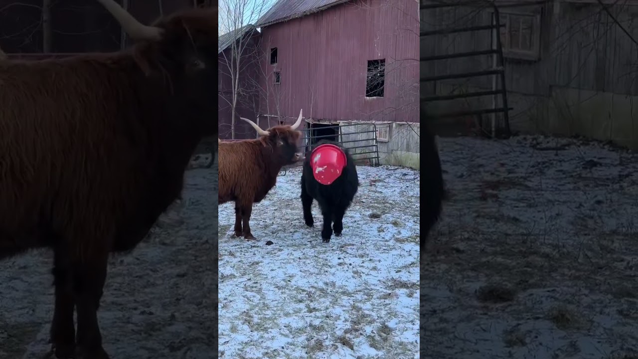 Rescue this poor calf trapped in a bucket