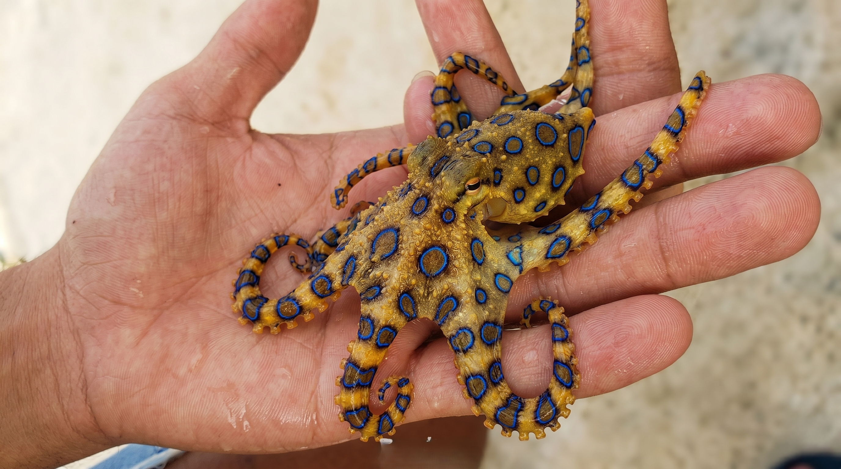 Watch what happens when a tiny octopus uses venom 1,000 times more ...
