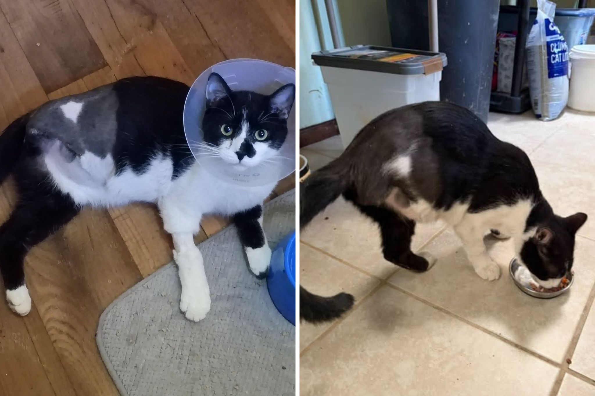 Rescue cat with amputated leg
