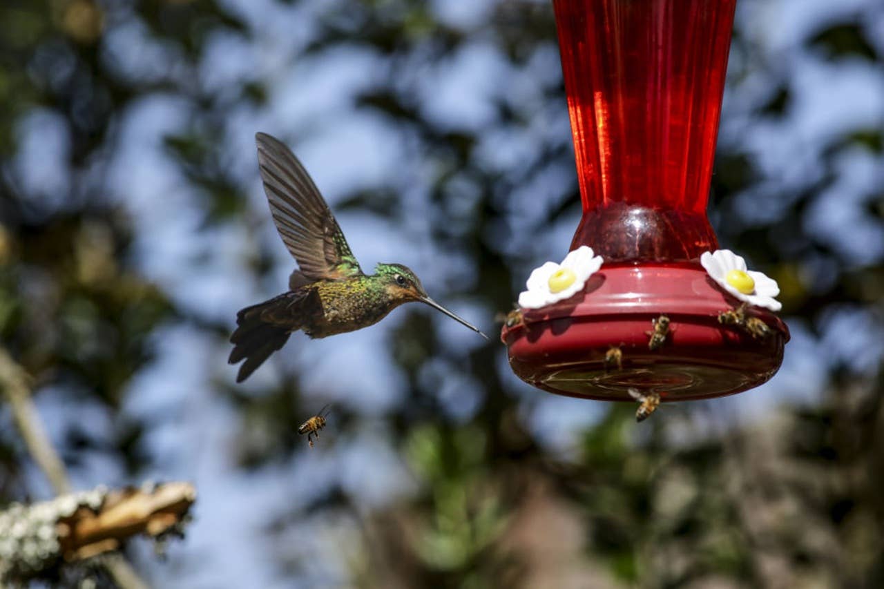 Experts reveal how to keep bees away from hummingbird feeders
