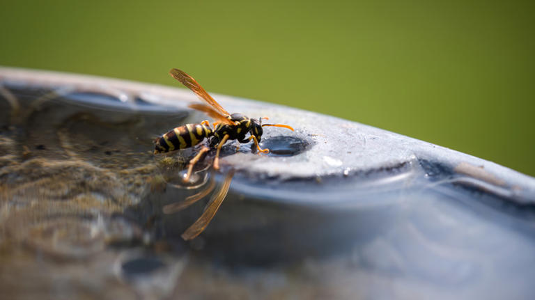 The common outdoor feature that's attracting wasps to your home