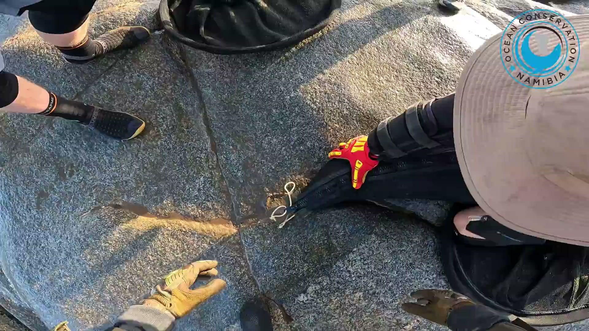 This poor seal had a rope buried so deep it wouldn't come out