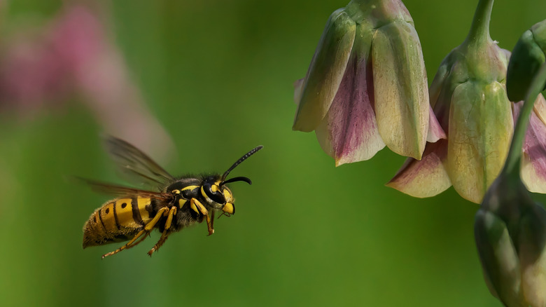 The common outdoor feature that's attracting wasps to your home