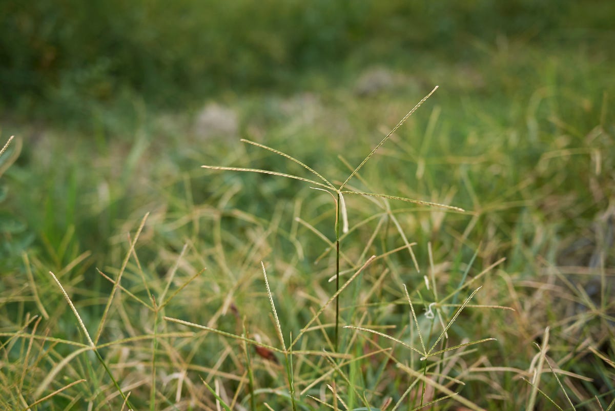 How to Get Rid of the Most Stubborn Lawn Weeds for Good, According to a Gardening Expert