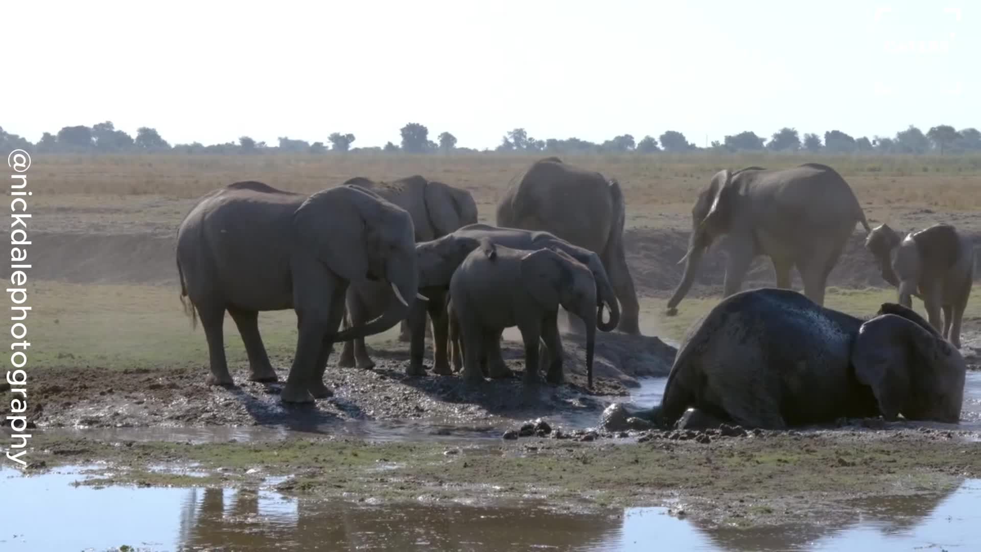 African elephant herd takes refreshing mud bath in the wild