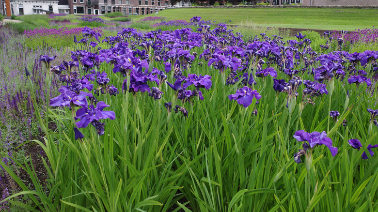 Bearded iris flowers pop with vibrant purple against their long green stems