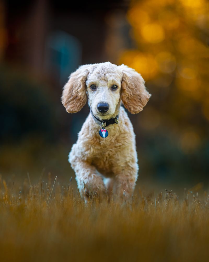 If you want a dog that loves learning, these 13 breeds are hard to beat