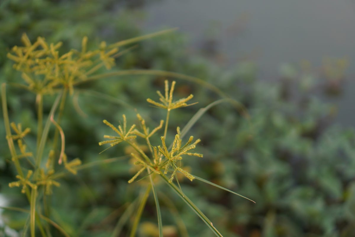 How to Get Rid of the Most Stubborn Lawn Weeds for Good, According to a Gardening Expert