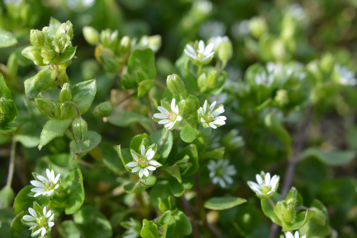 How to Get Rid of the Most Stubborn Lawn Weeds for Good, According to a Gardening Expert