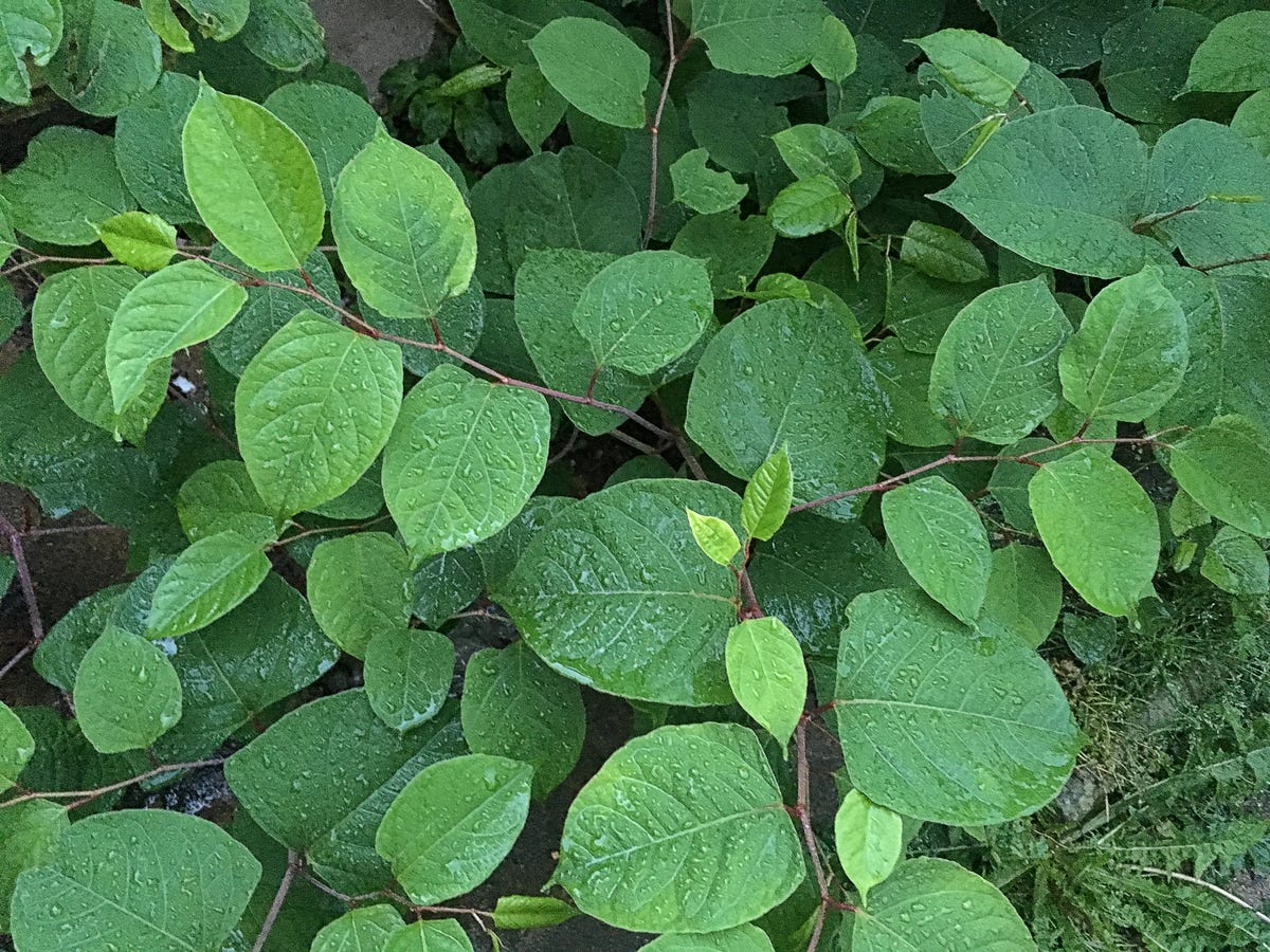 How to Get Rid of the Most Stubborn Lawn Weeds for Good, According to a Gardening Expert