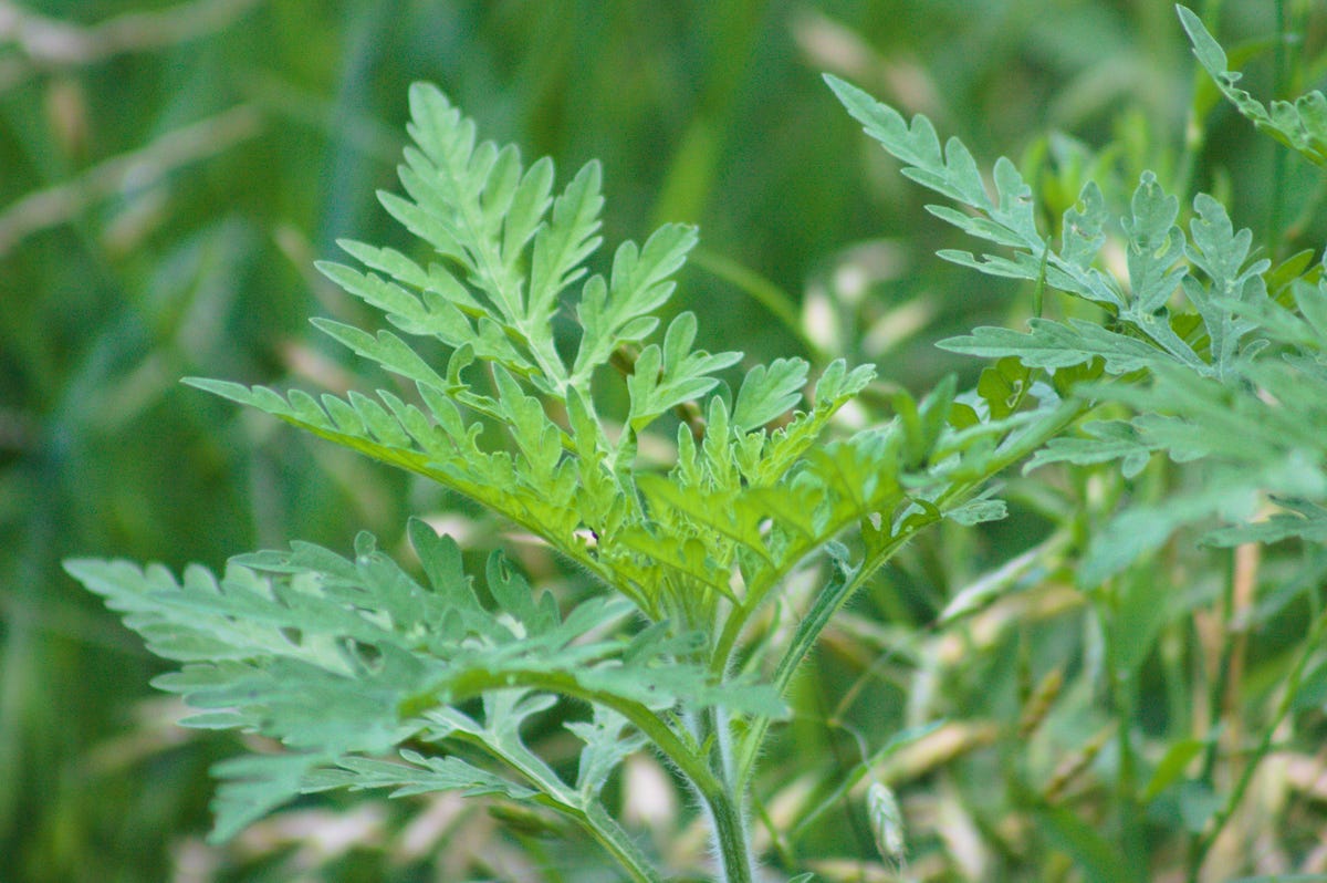How to Get Rid of the Most Stubborn Lawn Weeds for Good, According to a Gardening Expert