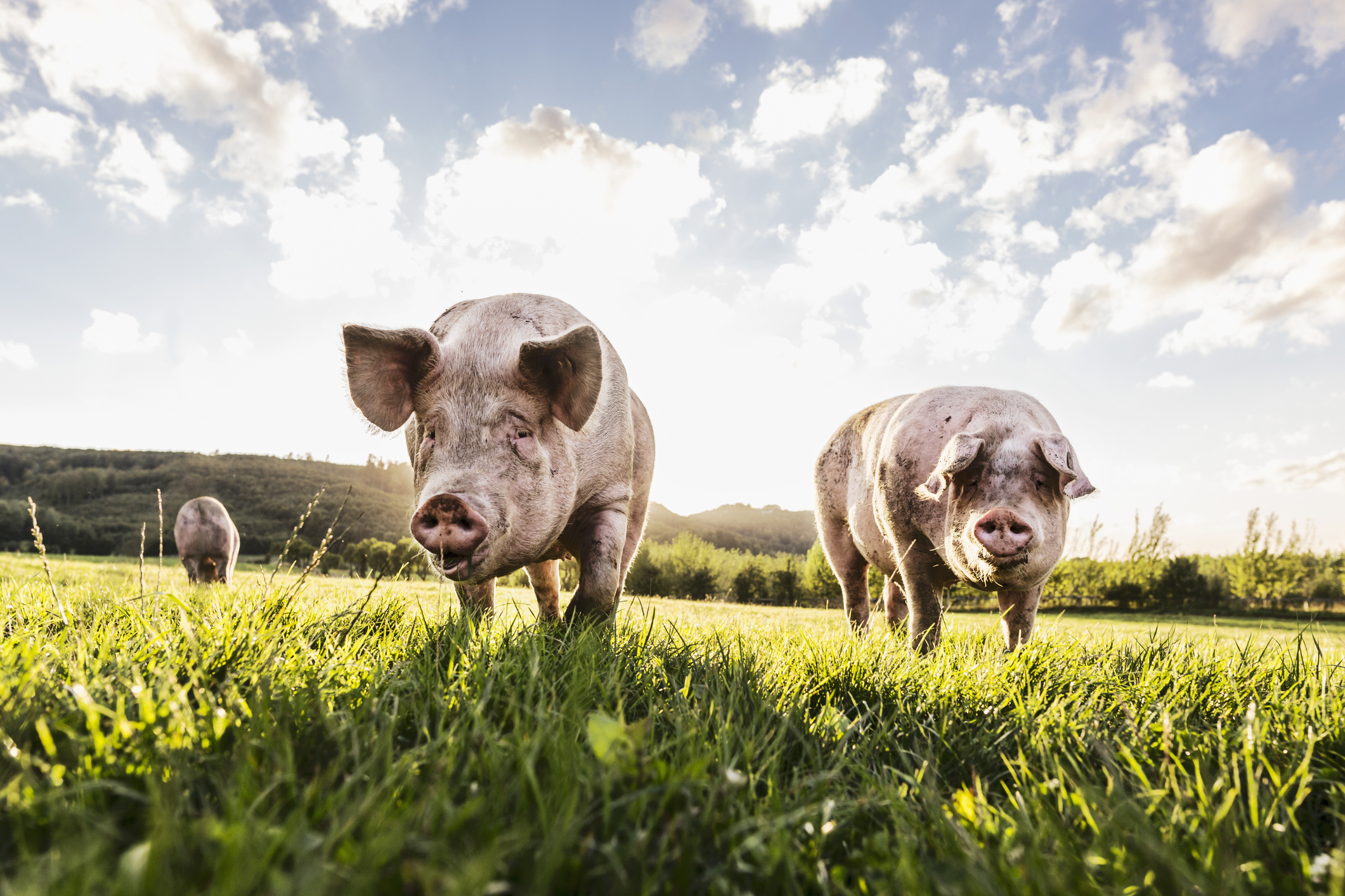 They raised hogs on an 89-acre farm and couldn’t get out of debt. Then a data center made them a $22 million offer