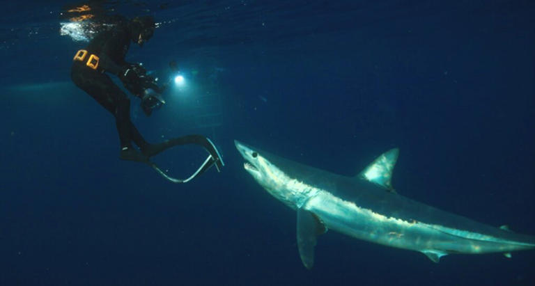 Your complete 2026 summertime shark guide: Shark Week, Sharkfest & more