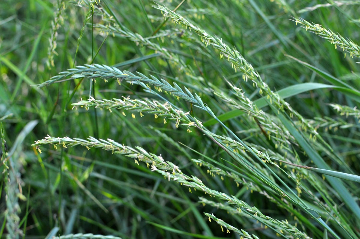How to Get Rid of the Most Stubborn Lawn Weeds for Good, According to a Gardening Expert