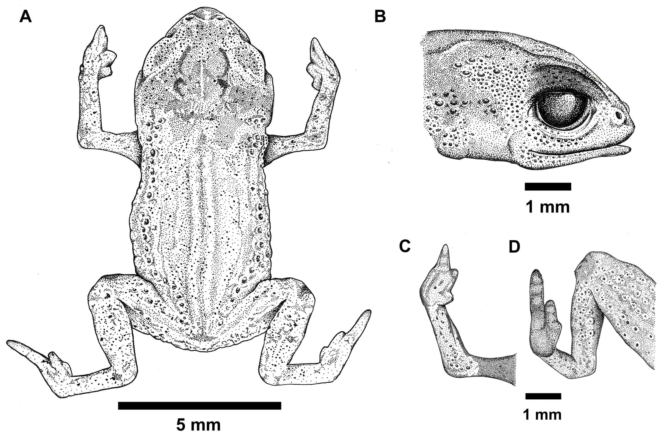 Holotype of Brachycephalus lulai (MHNCI 11592), male. (A) Dorsal view of the body. (B) Lateral view of the head. (C) Ventral view of right hand. (D) Ventral view of right foot. The specimen's image was projected using a stereomicroscope with a camera lucida, and the illustration was rendered in black ink using the pointillism technique.