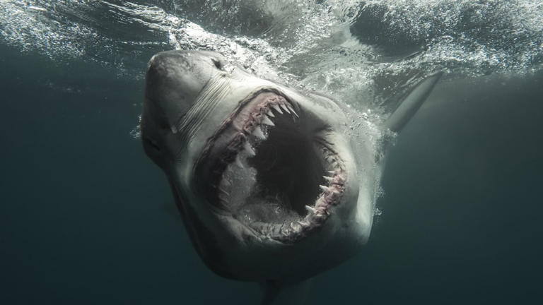 Your complete 2026 summertime shark guide: Shark Week, Sharkfest & more
