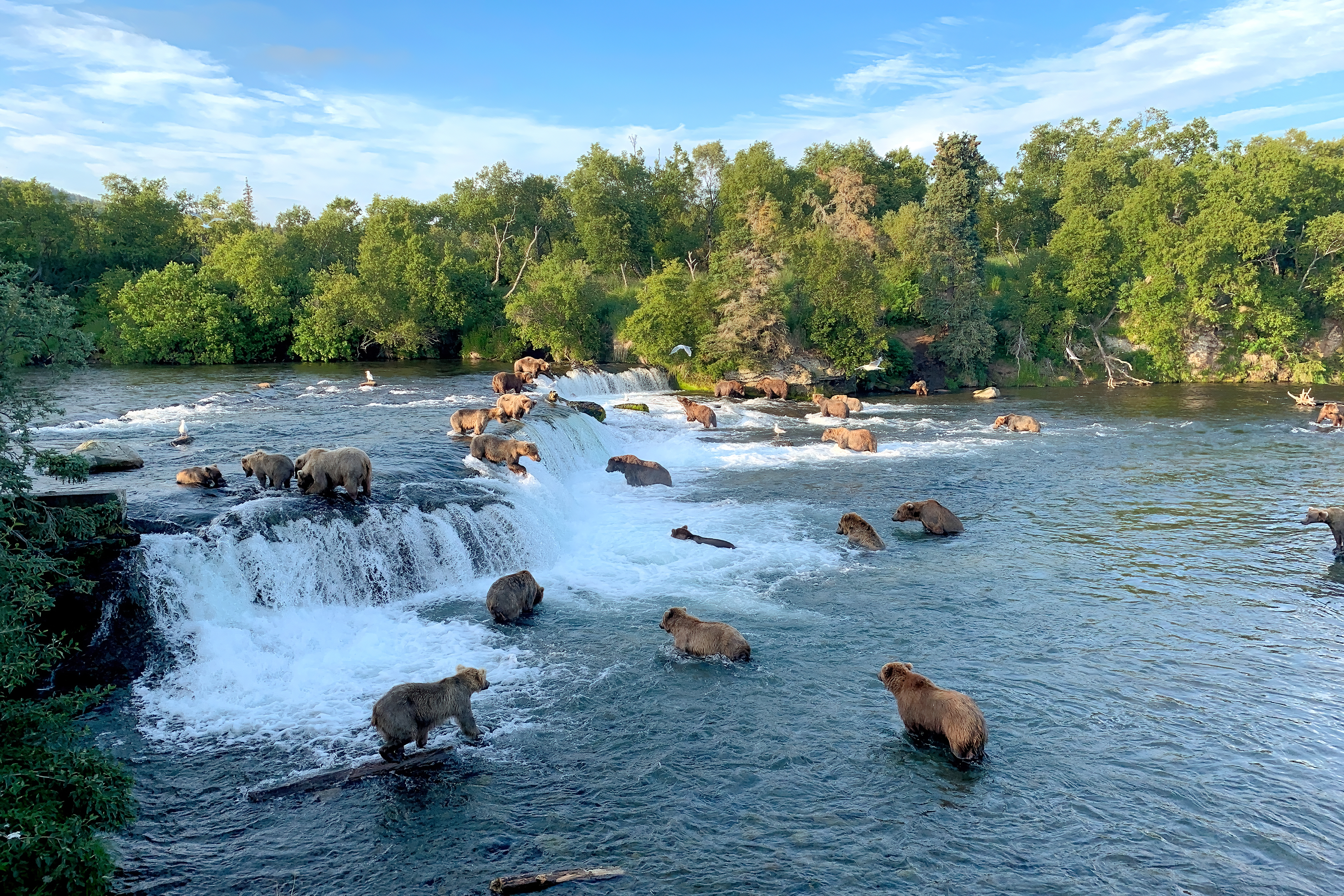 grizzly bears playing in brook falls at Katmai National Park in Alaska