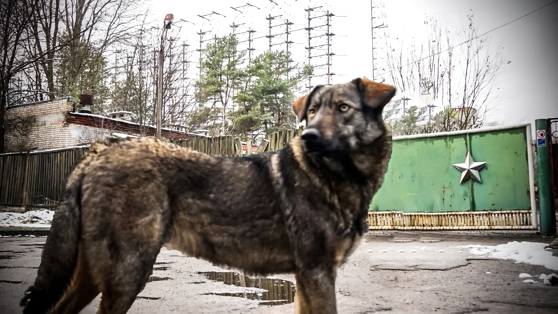 Chernobyl’s radioactive animals - the wildlife that survived the ...