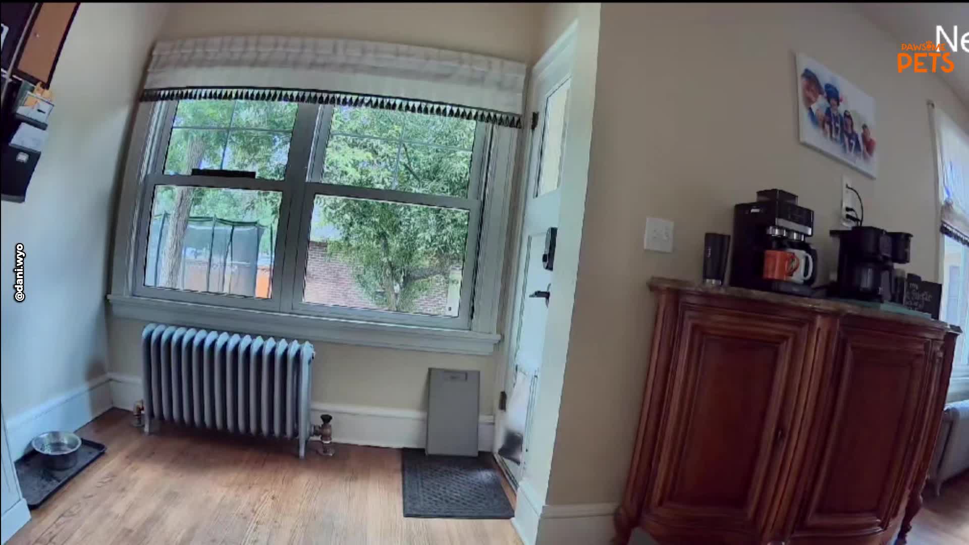 Dog caught on security camera causing chaos