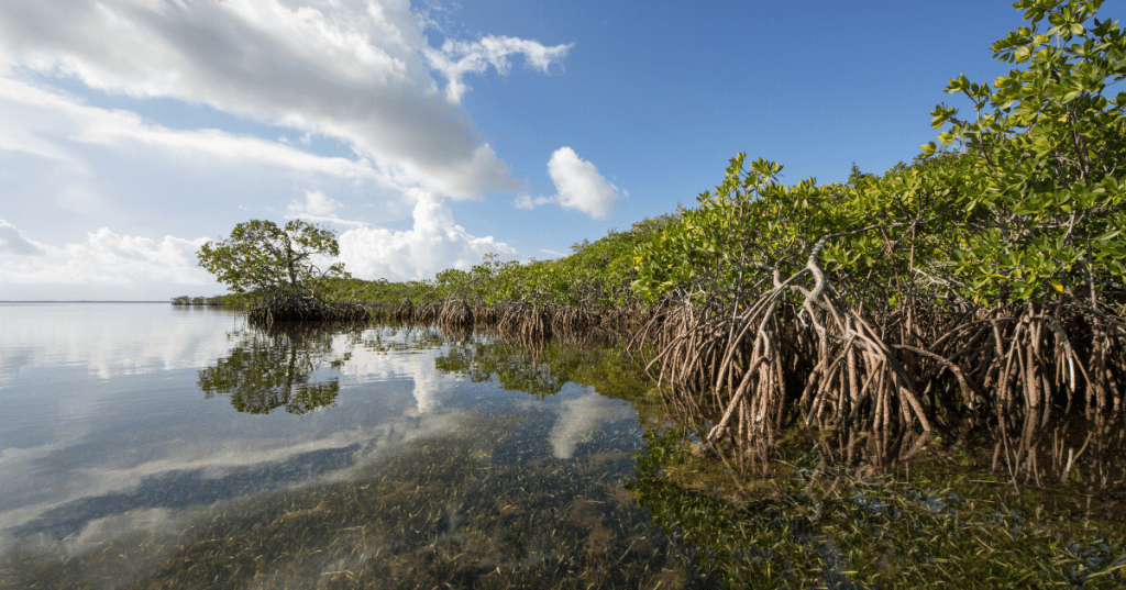 the shoreline at Biscayne National Park in Florida