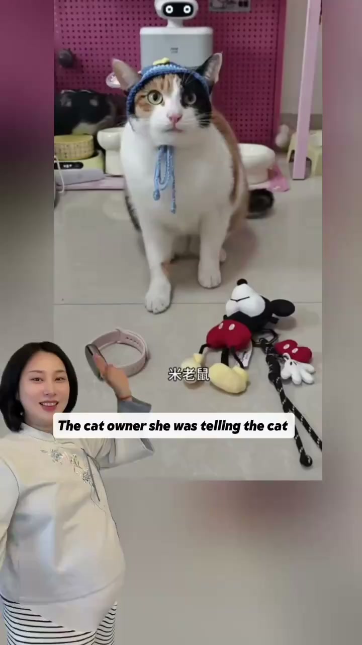Can your boyfriend beat this clever cat in Chinese