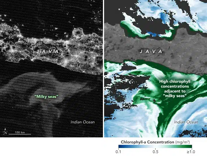 Satellite images capture a rare milky sea south of Java (left) and nearby chlorophyll concentrations (right). Credit: NASA