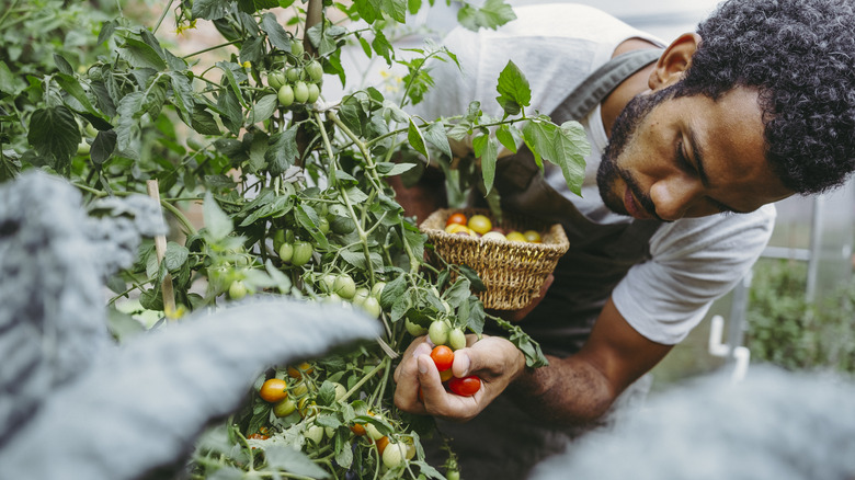 10 types of tomato that flourish when grown in hanging baskets