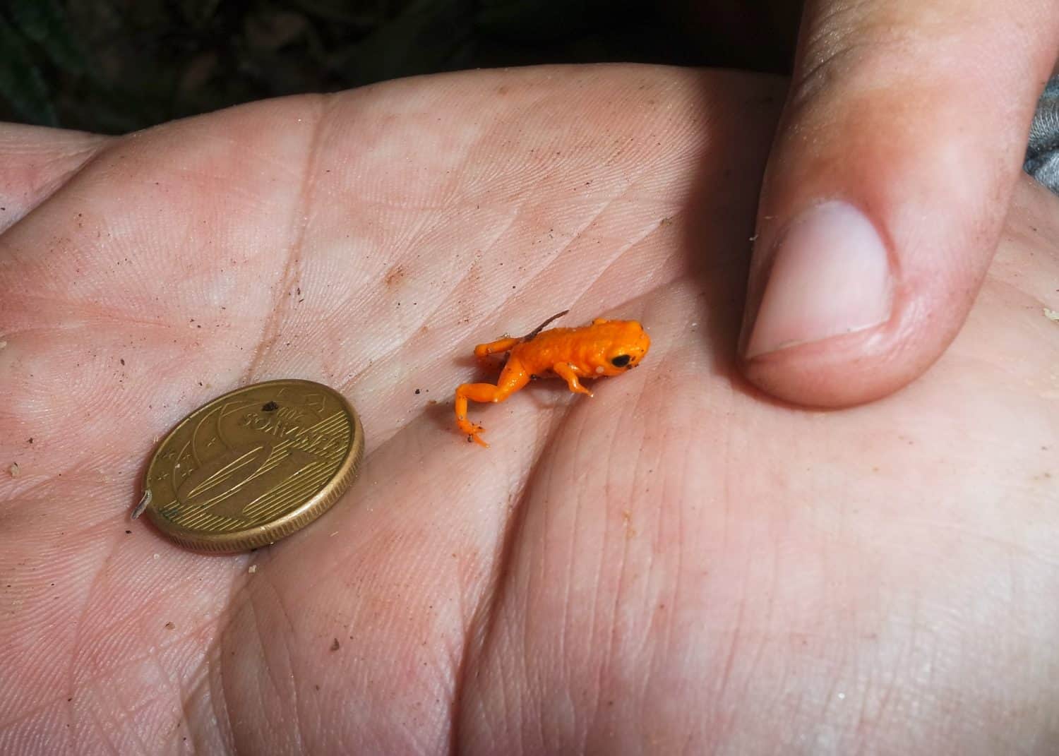 Endemic Pumpkin Toadlet (Brachycephalus alipioi). One of the smallest frog of the Americas.
