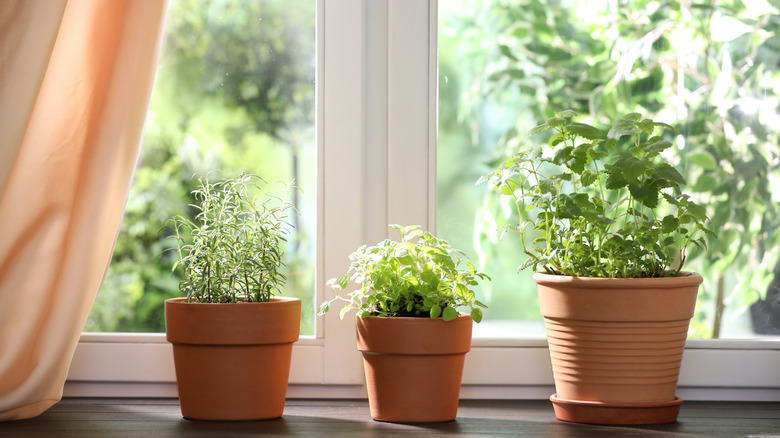 Three herb plants grow in individual pots on a windowsill.