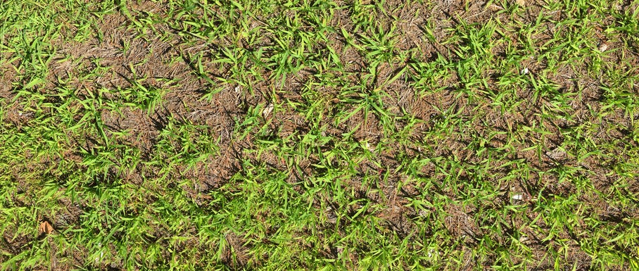 How to Get Rid of the Most Stubborn Lawn Weeds for Good, According to a Gardening Expert