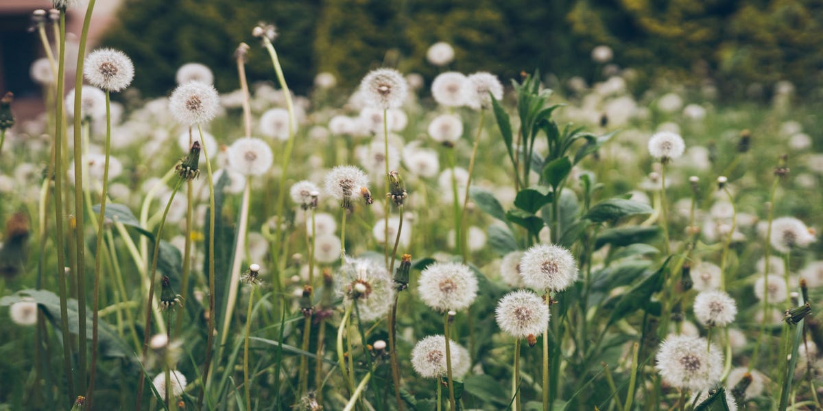 How to Get Rid of These 25 Common Lawn Weeds