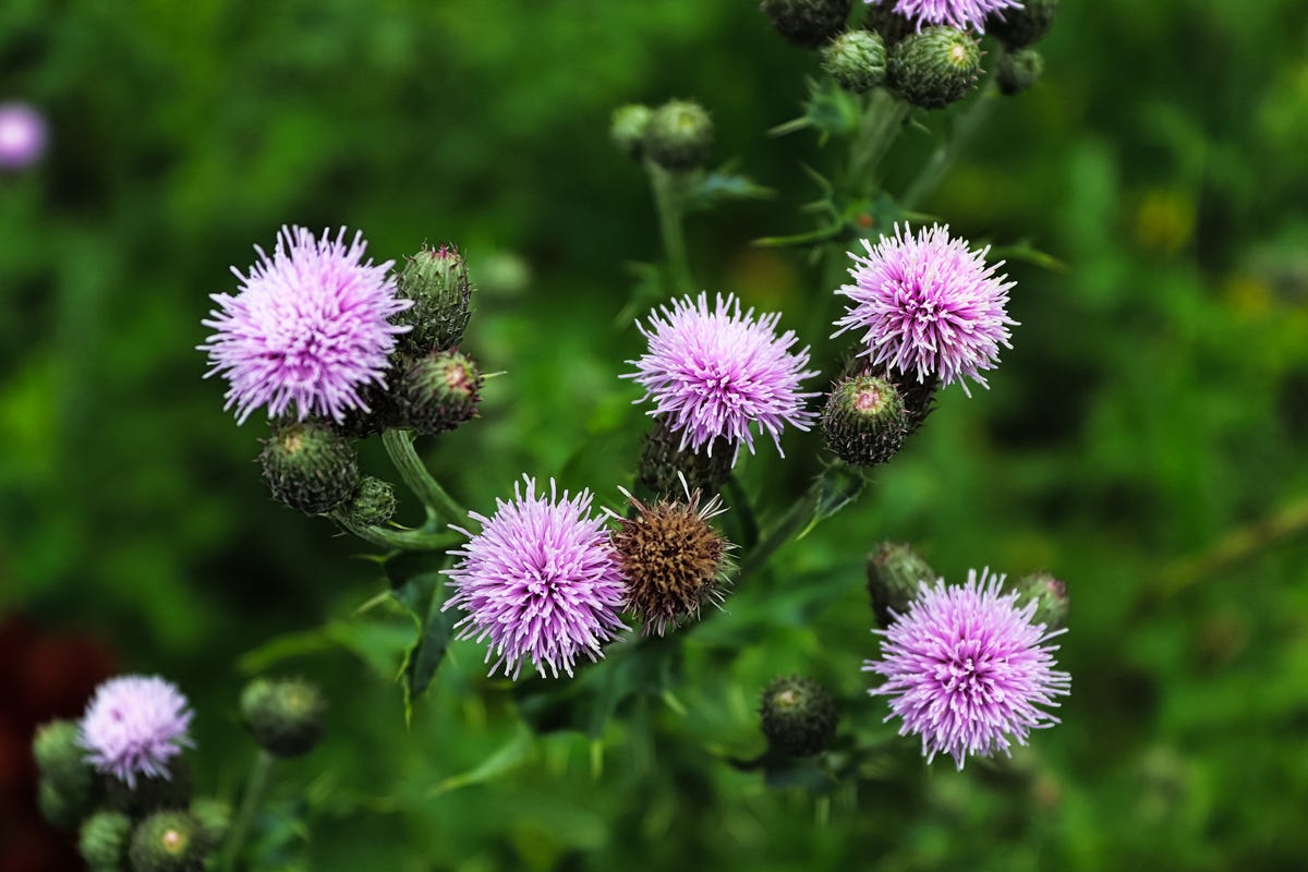 How to Get Rid of the Most Stubborn Lawn Weeds for Good, According to a Gardening Expert