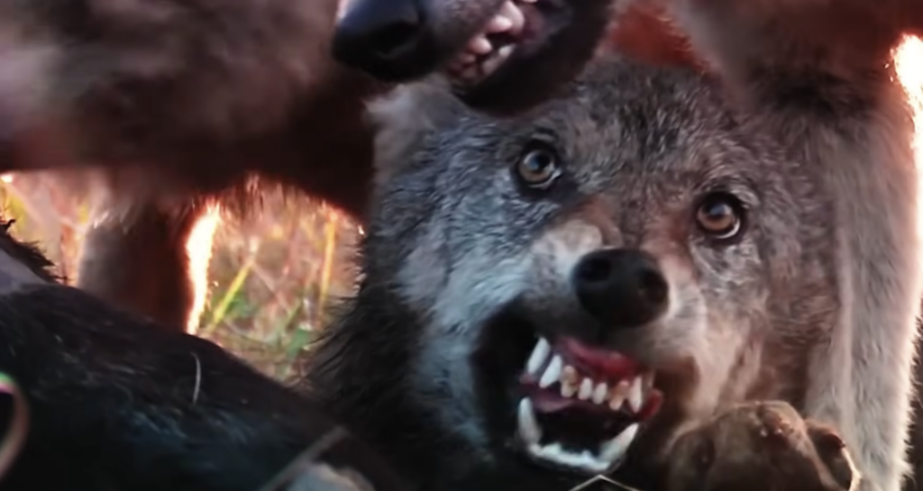 Why You’d Never Actually Win a Fight Against a Wolf Pack