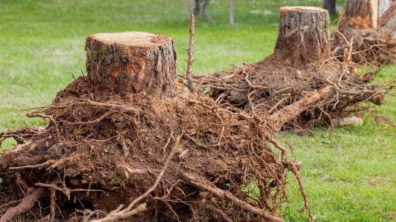 Uprooted tree stump lying on grass