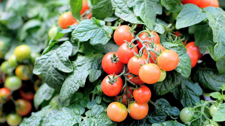 'Tiny Tim' tomatoes growing on a vine