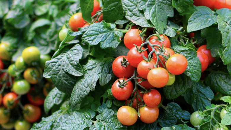 'Cherry Falls' tomatoes spilling over the edge of a container