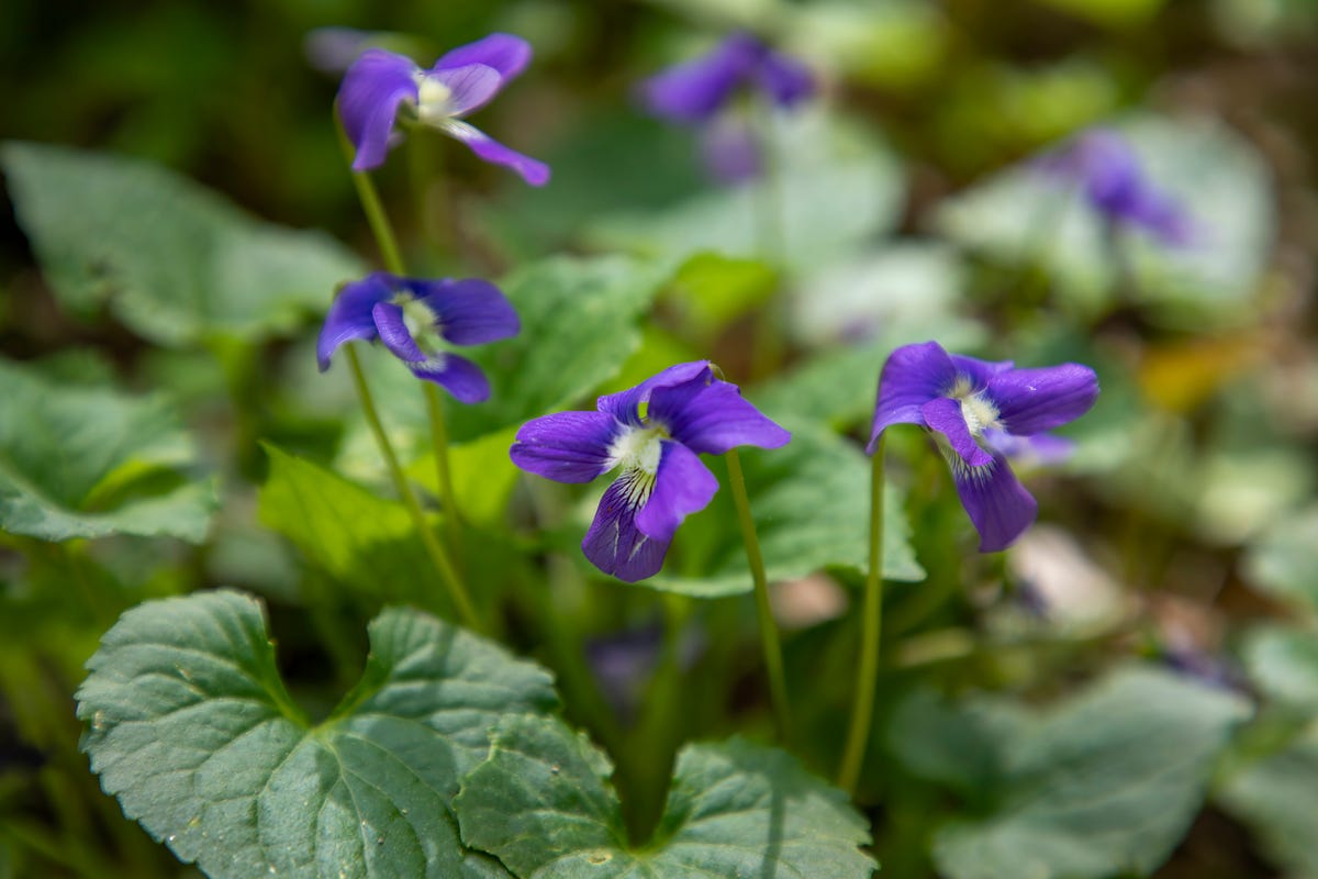 How to Get Rid of the Most Stubborn Lawn Weeds for Good, According to a Gardening Expert