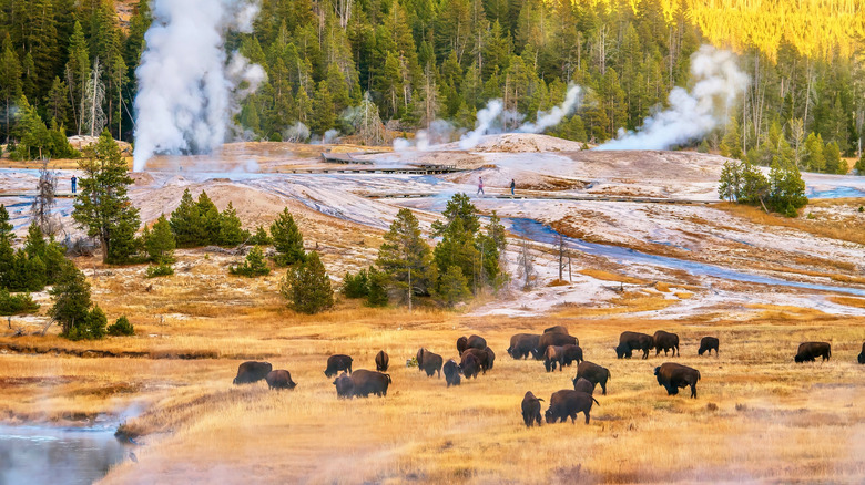 Bison grazing near geothermal vents in Yellowstone National Park
