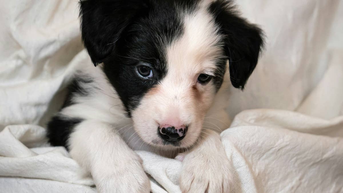Foster Puppy Does 'Cutest Air Swim Ever' with His Legs While Being Kissed