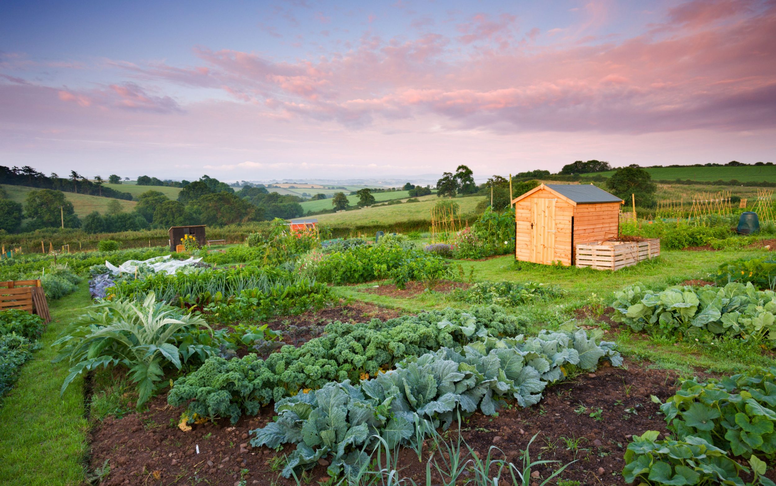 Vegetables growing on a rural Allotment, Morchard Bishop, Devon, England