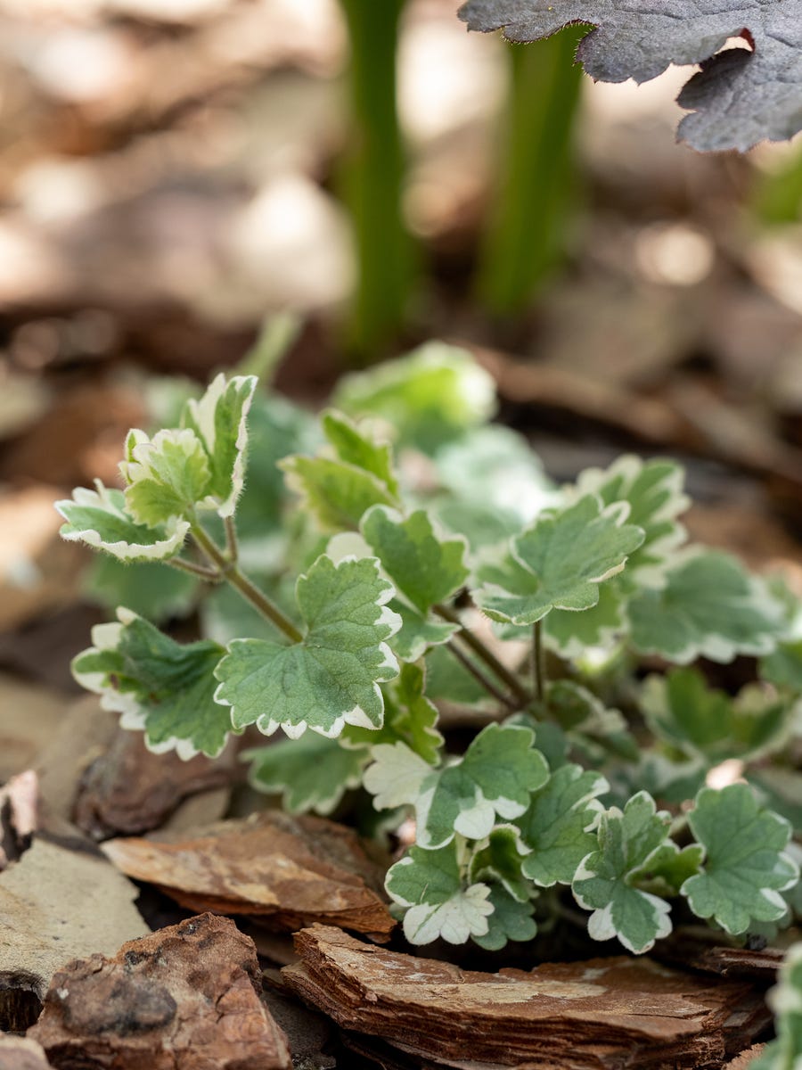 How to Get Rid of the Most Stubborn Lawn Weeds for Good, According to a Gardening Expert