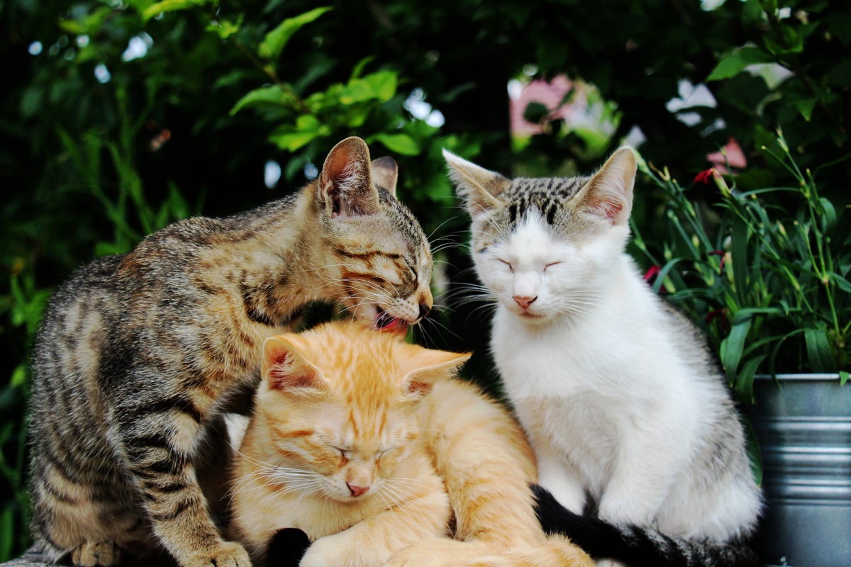 Cats licking each other may not be as friendly as first thought