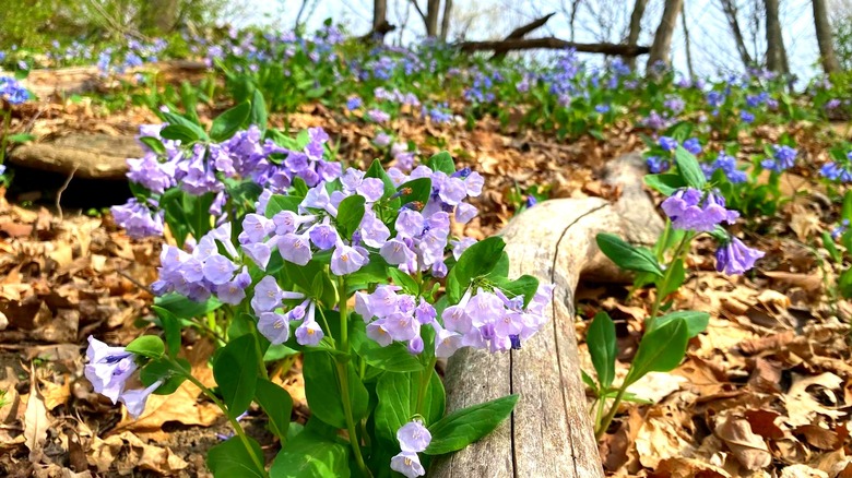 Bluebell flowers growing near a log at Bender Mountain Nature Preserve near Cincinnati, Ohio.