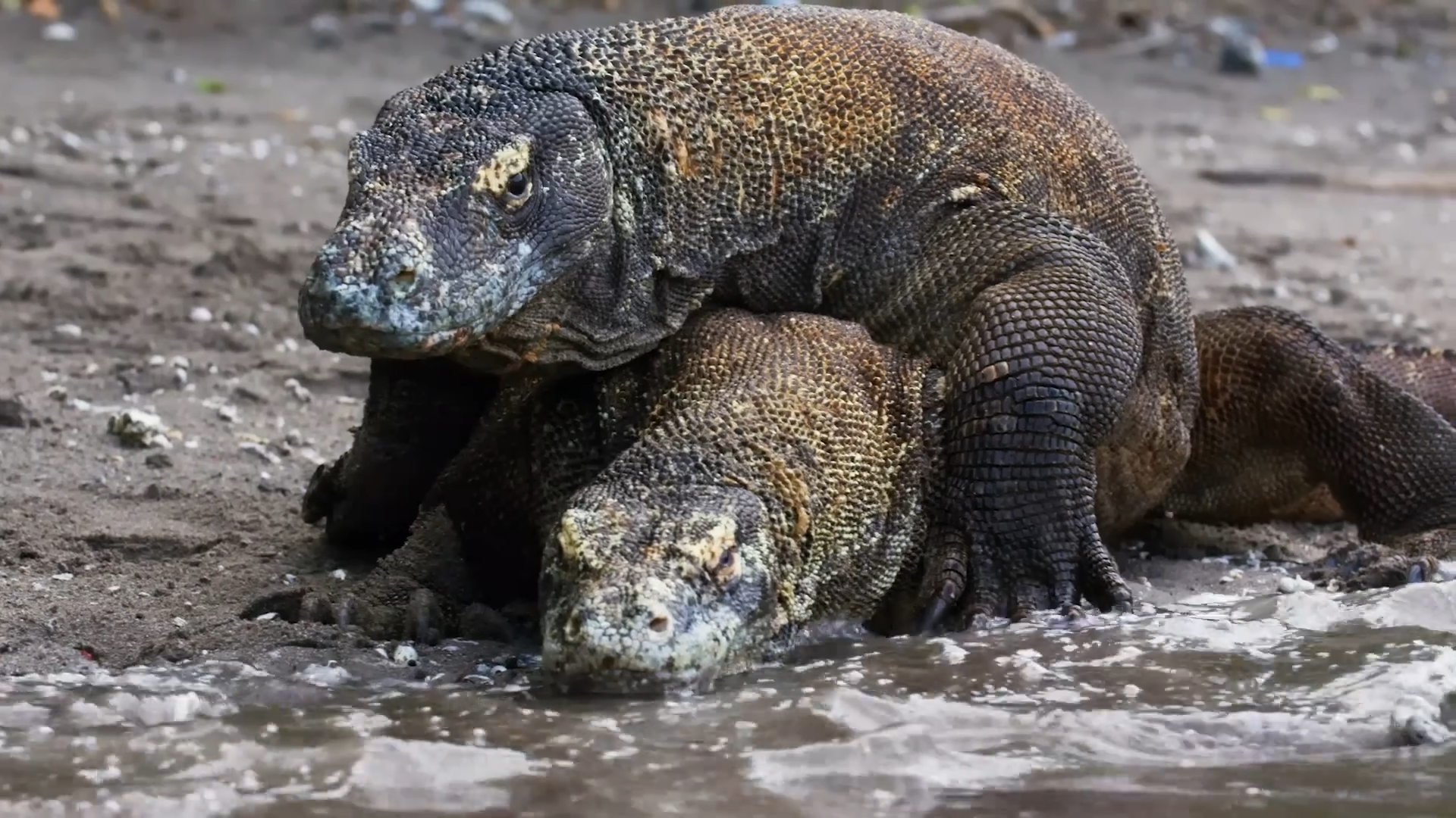 Watch a komodo dragon ambush its prey with venom and serrated teeth