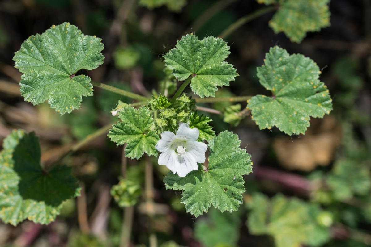 How to Get Rid of the Most Stubborn Lawn Weeds for Good, According to a Gardening Expert